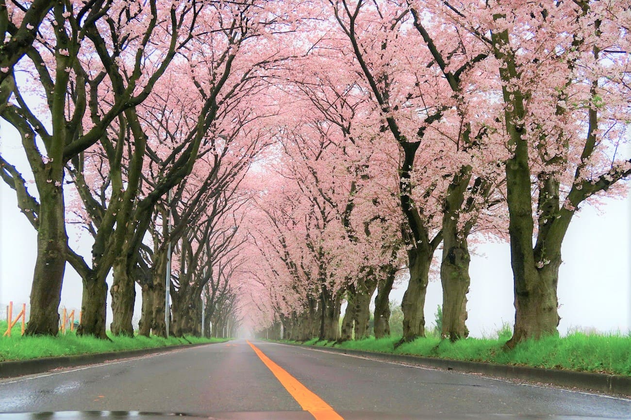 記事上瀬谷桜並木　伐採かのイメージ画像
