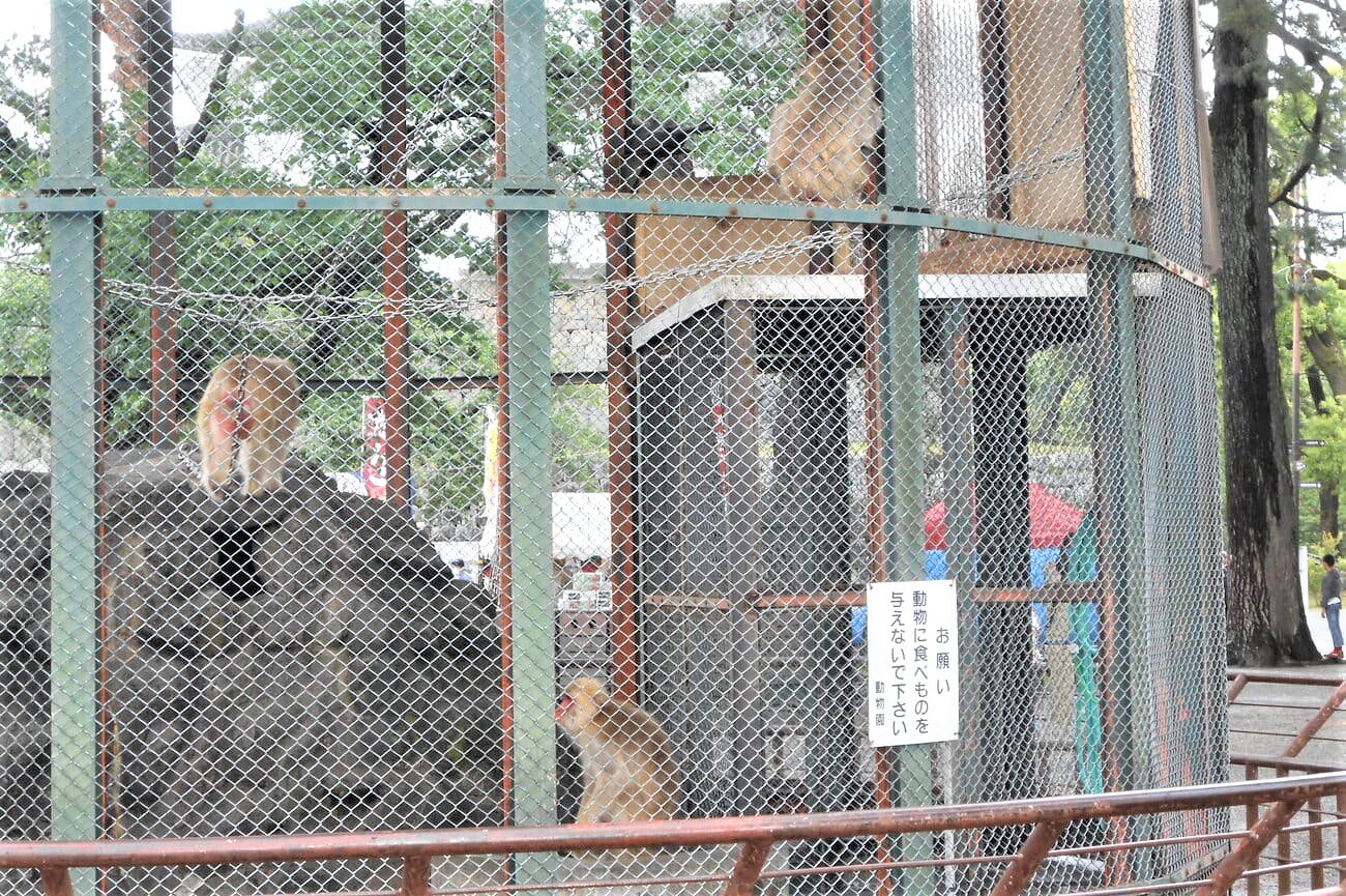 記事小田原城動物園　閉園のイメージ画像