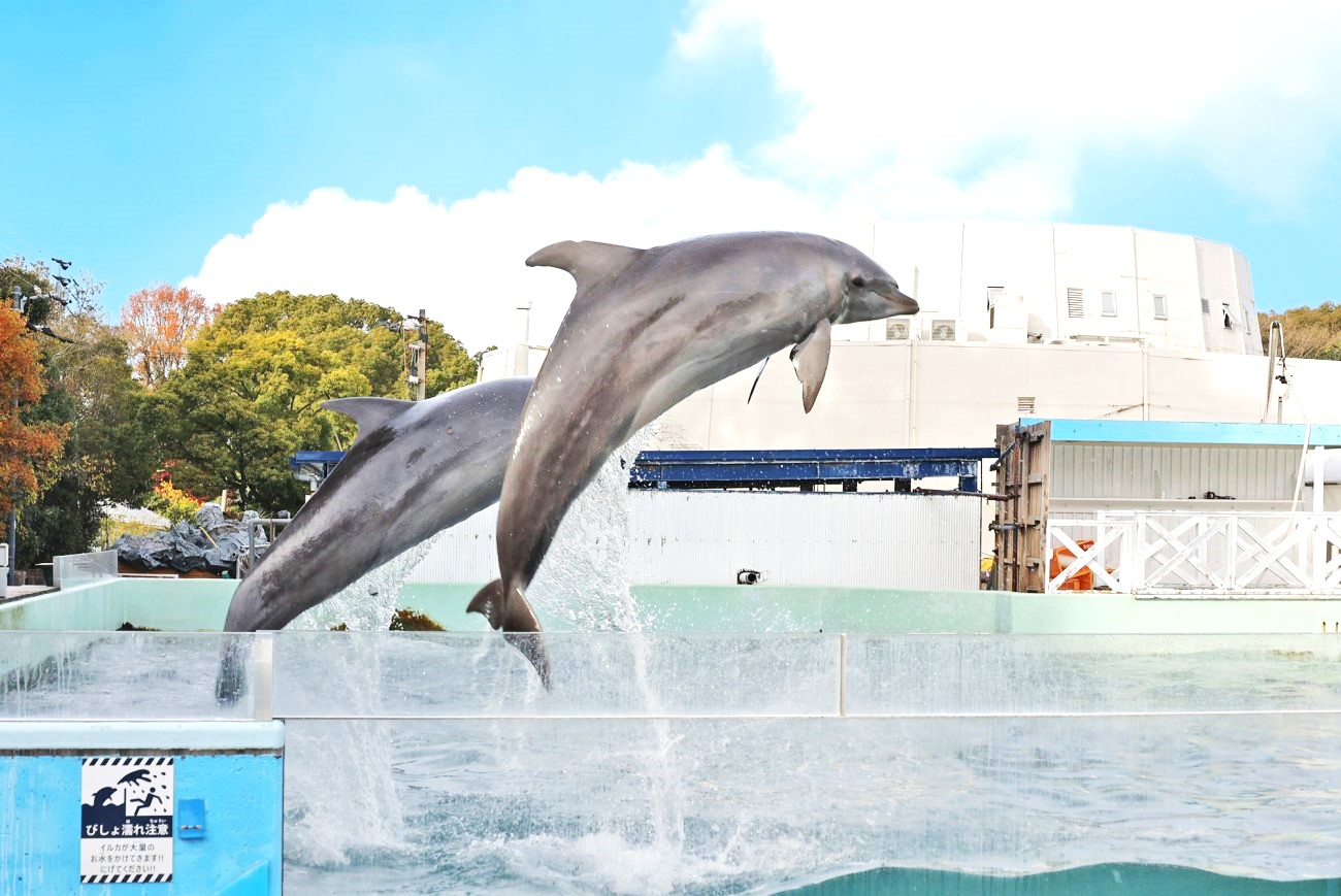 記事新屋島水族館　改修のイメージ画像