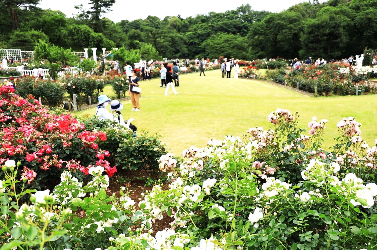 記事生田緑地ばら苑 休園のイメージ画像