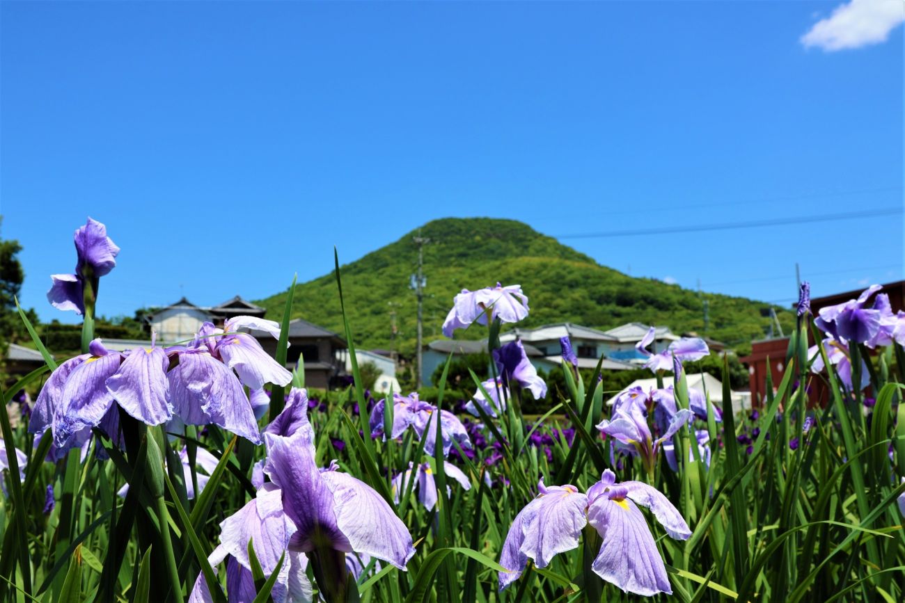 記事:かわつ花菖蒲園　閉園のイメージ画像